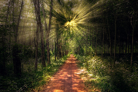 在阳光柔软的美丽天日中 森林之路闪耀着光芒图片