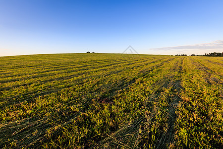 夏天在农村耕种土地 笑声乡村线条草地农业环境滚动爬坡道蓝色农场地平线图片