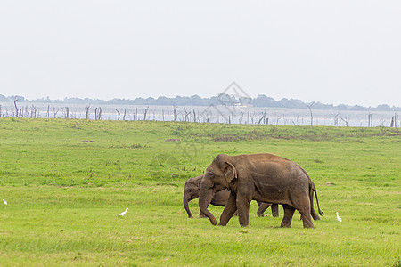 与母象和草原鸟类同在绿地放松的婴儿大象 动物保育 旅行和野生生物观察的概念图片