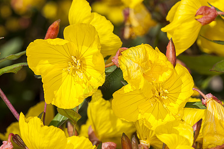 Oenothera 登上皇帝家庭香味生长花头花园园艺草本水平季节月见草图片