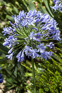 阿加潘图斯宏观生长园艺草本花瓣家庭百合植物蓝色季节图片