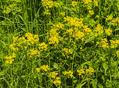 野花花朵花园草地草原植物雏菊绿色墙纸原野农村背景图片