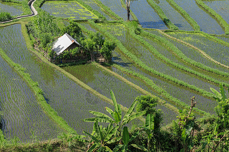 绿田的一座小屋 稻田的传统农民小屋农场木头食物场地植物蓝色庇护所建筑农村种植园图片