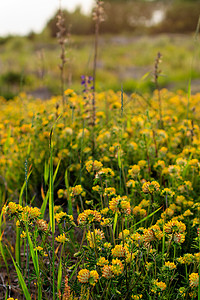 夏季的黄青花朵繁衍日落季节叶子黄色植物群场地绿色阳光金子花园图片