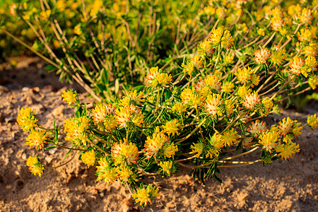 夏季的黄青花朵繁衍日落阳光植物群植物花园金子草地宏观场地草坪图片