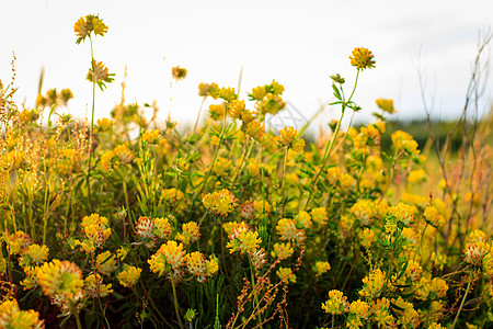 夏季的黄青花朵繁衍植物群宏观草坪场地花园日落绿色阳光叶子金子图片