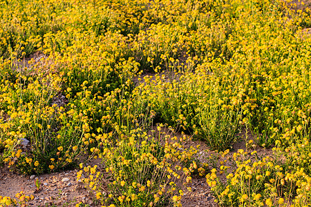 夏季的黄青花朵繁衍季节植物日落黄色阳光花园场地叶子草地草坪图片