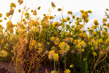 夏季的黄青花朵繁衍宏观草地季节叶子花园金子植物群绿色场地植物图片