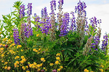 滚动的黄花朵和紫色胡萝卜叶子花园草坪季节金子黄色宏观草地绿色场地图片