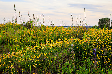 夏季的黄青花朵繁衍场地植物日落草坪花园宏观季节黄色绿色草地图片