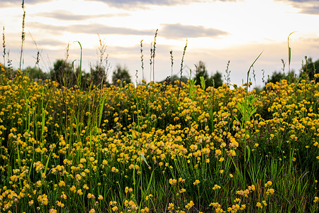 夏季的黄青花朵繁衍阳光黄色日落金子草坪植物群叶子季节草地花园图片
