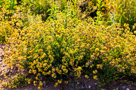 夏季的黄青花朵繁衍季节绿色黄色植物群叶子阳光金子场地草地草坪图片