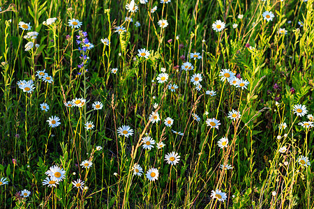 夏天的查米米尔草地日落阳光乡村黄色季节绿色白色花朵草本植物植物图片