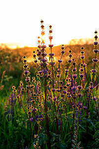 日落时闪耀的朝圣草地植物学荒野季节植物植物群晴天草本植物花朵紫色图片