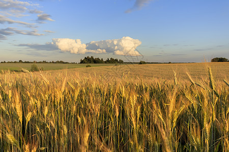 晚上带小黑麦的田野小麦植物农业栅栏场景谷物日落食物草地季节图片