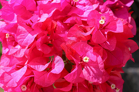 美丽的热带外来热带风情 粉红色或红色的布干维尔花朵叶子季节植物生长紫色宏观植物群衬套公园花园图片