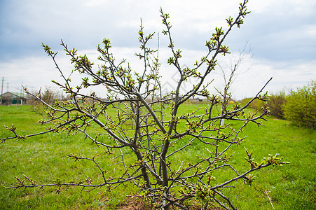 春天时 树枝上有绿芽树叶植物叶子生活环境绿色树木图片