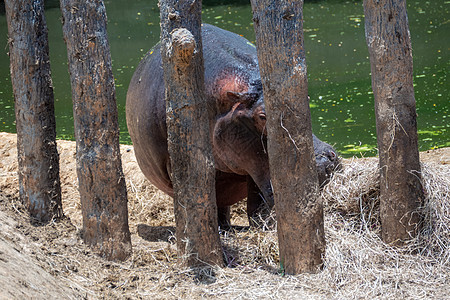 湖边封闭区的Rhino Rhino犀牛喇叭环境旅游野生动物哺乳动物黑色生态旅游狮子公园图片