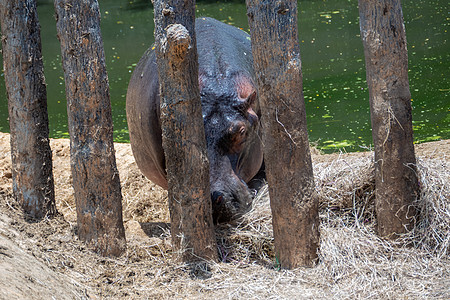 湖边封闭区的Rhino Rhino公园黑色旅游喇叭国家野生动物生态旅游濒危狮子环境图片