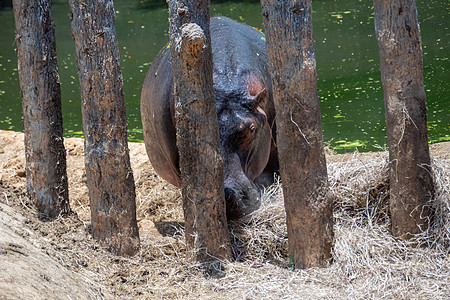 湖边封闭区的Rhino Rhino公园荒野狮子野生动物国家黑色哺乳动物环境犀牛白色图片