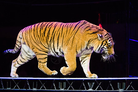 老虎在马戏场表演耍花招条纹危险荒野哺乳动物培训师马戏团捕食者展示艺术家图片