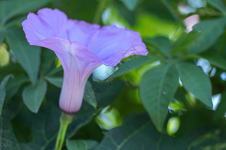 黑紫色花朵近距离接近 粉红色花朵 O热带花园公园季节植物学喇叭花植物群爬行者宏观叶子图片