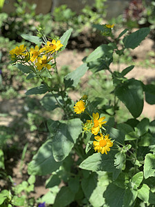 花朵在花园中开花花瓣环境树木住宅草本植物乡村植物群农田季节叶子图片