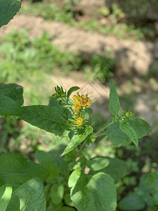 植物的黄花 上面有蜜蜂翅膀熊蜂花瓣荒野花蜜金子蜂蜜昆虫花园花粉图片