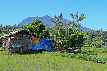 大米中的传统农场主小屋 农民住房小屋建筑木头晴天土地场地稻田食物农田乡村房子图片