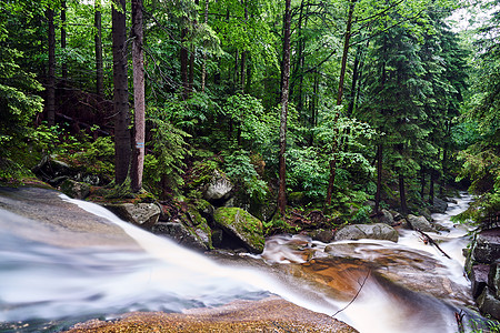 巨人山森林中山涧中的岩石和巨石针叶木头森林山脉树枝植物巨山旅行衬套瀑布图片