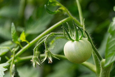 在温室 DIY种植概念中 不见绿色番茄蔬菜食物季节生长农场园艺生物西红柿农业植物学图片