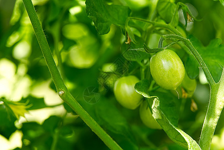 在温室 DIY种植概念中 不见绿色番茄蔬菜叶子农场植物收成饮食衬套水果菜园生长图片