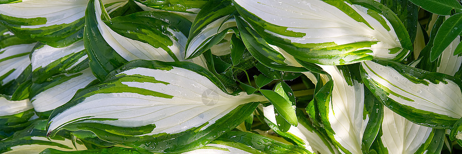 车前草百合霍斯塔植物在花园里 特写绿色和白色的叶子背景 全景拍摄图片