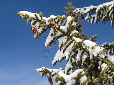 雪花覆盖了的松树 带锥壳风景季节性松针种子蓝天松果零度蓝色木头衬套图片