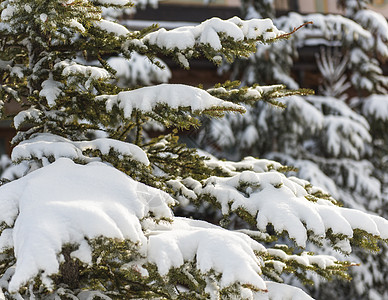 近距离的雪层覆盖了松树图片
