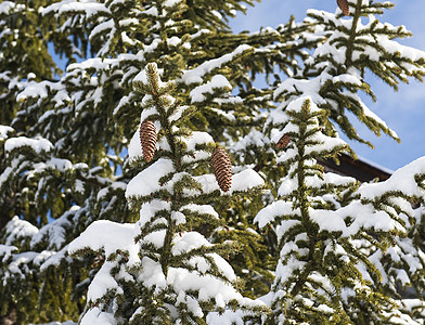 雪花覆盖了的松树 带锥壳高山白色松针松果零度风景蓝天树干种子蓝色图片