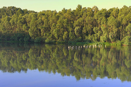 美丽的夏季风景木头季节蓝色公园森林绿色反射阳光天空图片