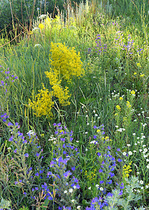 花朵野花季节植物乡村紫色黄色植物群草地花园场地绿色图片