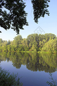 美丽的夏季风景森林公园阳光木头蓝色反射天空绿色季节图片