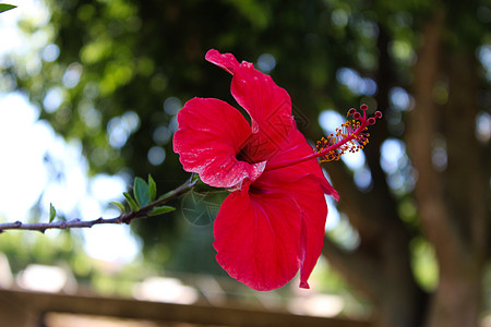 侧面的芙蓉花宏图 带有明显的花药和雌蕊细节 中国木槿 中国月季 夏威夷木槿 玫瑰锦葵 鞋黑植物热带叶子家庭芙蓉花粉宏观图片