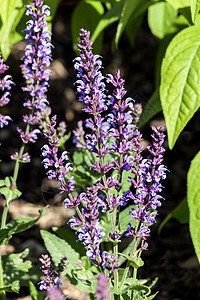 Indigo 印第哥花园靛蓝家庭季节花坛宏观花瓣活力草本植物园艺图片