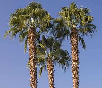 仰望天空的大日期棕榈树抽象视图植物乡村叶子森林树皮三重奏海枣树冠木头农村图片