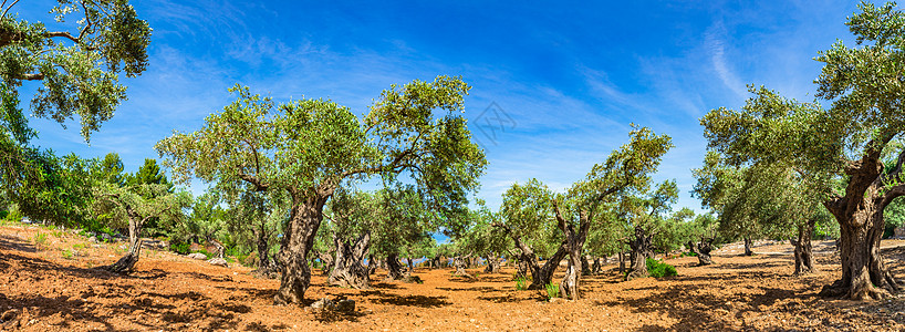 地中海橄榄树景观图 自然全景图片