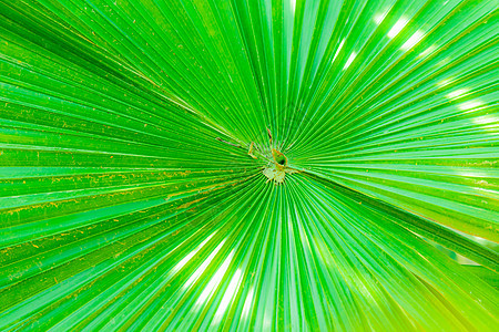 棕榈叶椰树内衬棕榈树枝叶子植物衬套阳光花园植物学图片