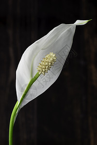 孤独的白花花植被园林植物群植物学叶子装饰生长植物热带风格图片