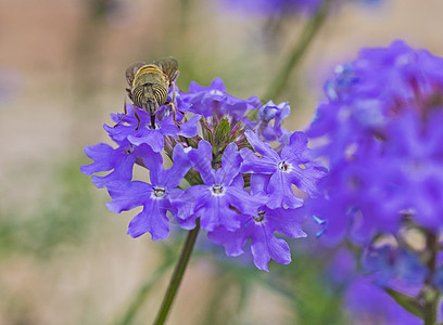 在花园里吃紫色伊丽莎白厄尔花朵的鲜花花粉囊花粉季节昆虫柱头动物春花翅膀动物群叶子图片