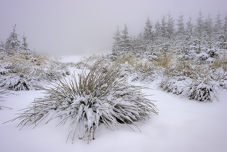 青雪覆盖的森林草草地森林天气植物季节云杉水晶雪花地面温度图片