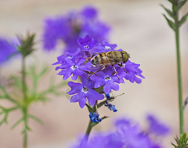 在花园里吃紫色伊丽莎白厄尔花朵的鲜花翅膀植物群叶子季节动物柱头昆虫春花花粉植物图片