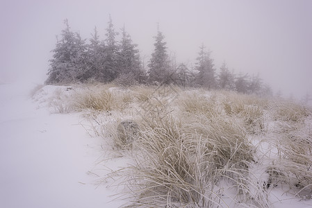 冬季风貌 林草和森林温泉植物荒野日光针叶薄片场地降雪云杉季节木头图片