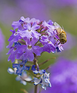 在花园里吃紫色伊丽莎白厄尔花朵的鲜花季节宏观叶子动物花粉花瓣野生动物花粉囊昆虫春花图片